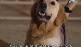 狗的电视剧,忠诚与梦想的交织